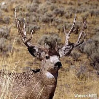 DeerVision project thumbnail