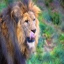 wildlife project thumbnail