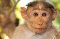 monkey detection project thumbnail