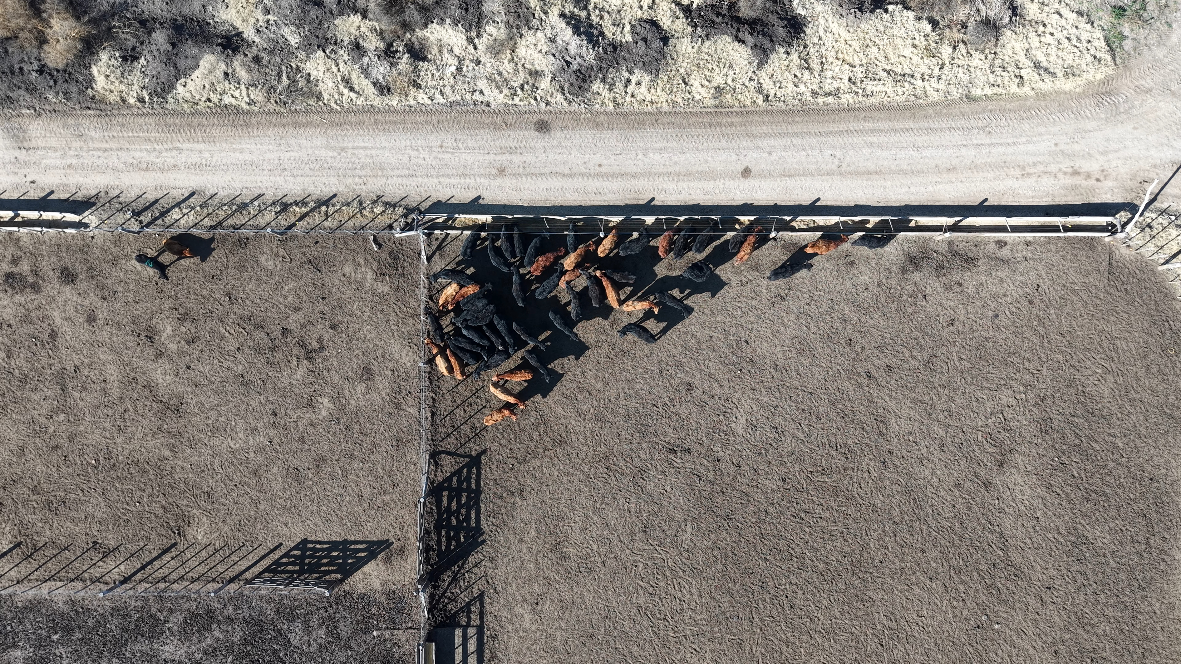 lola/cow-40-meters Object Detection Dataset by PlumLabs