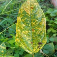 leaf_disease_2 project thumbnail