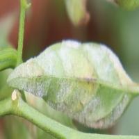 leaf_disease project thumbnail