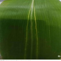 Identification cornleaf diseases project thumbnail