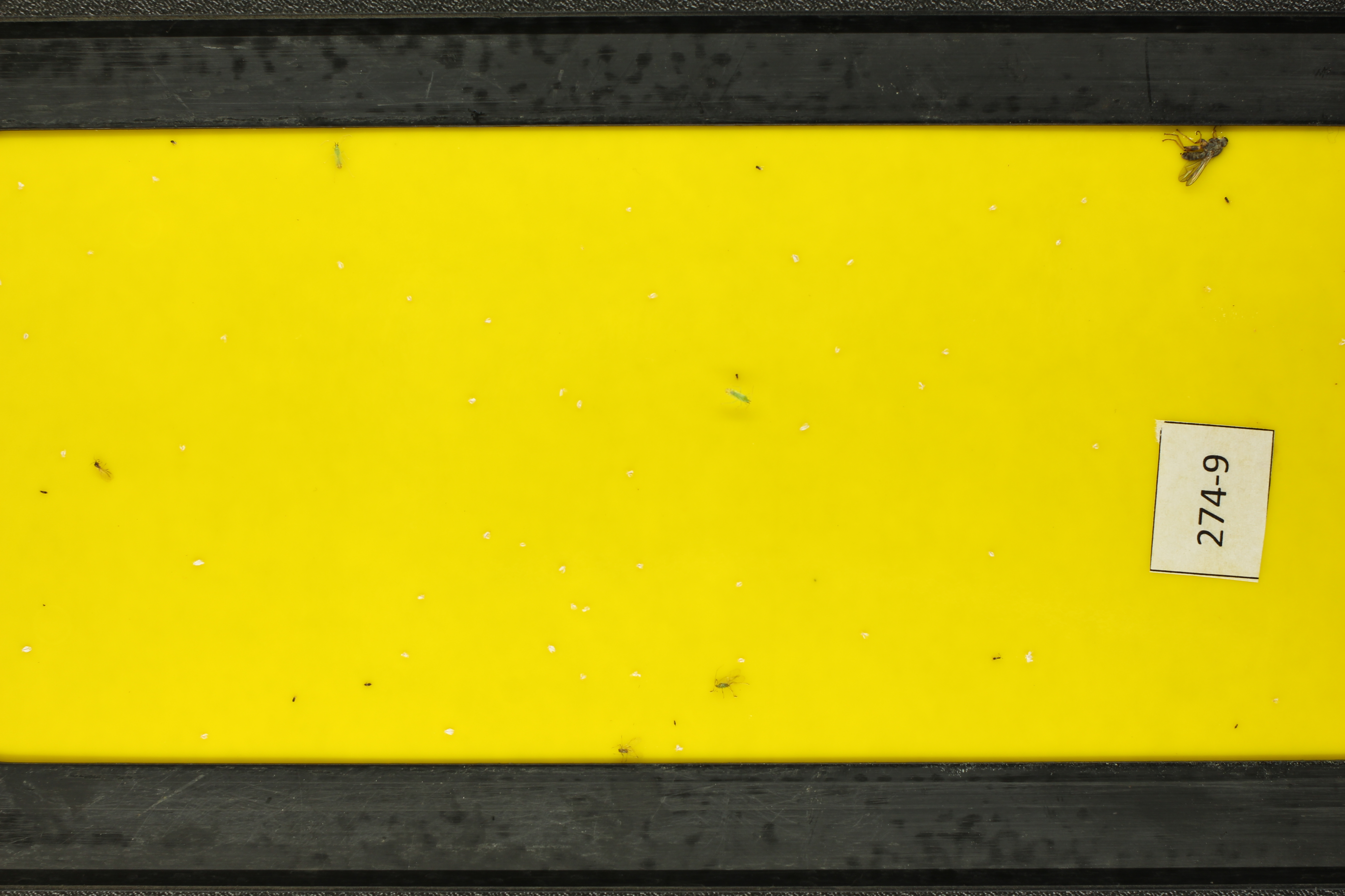 5. Yellow sticky Object Detection Model by Chrysa