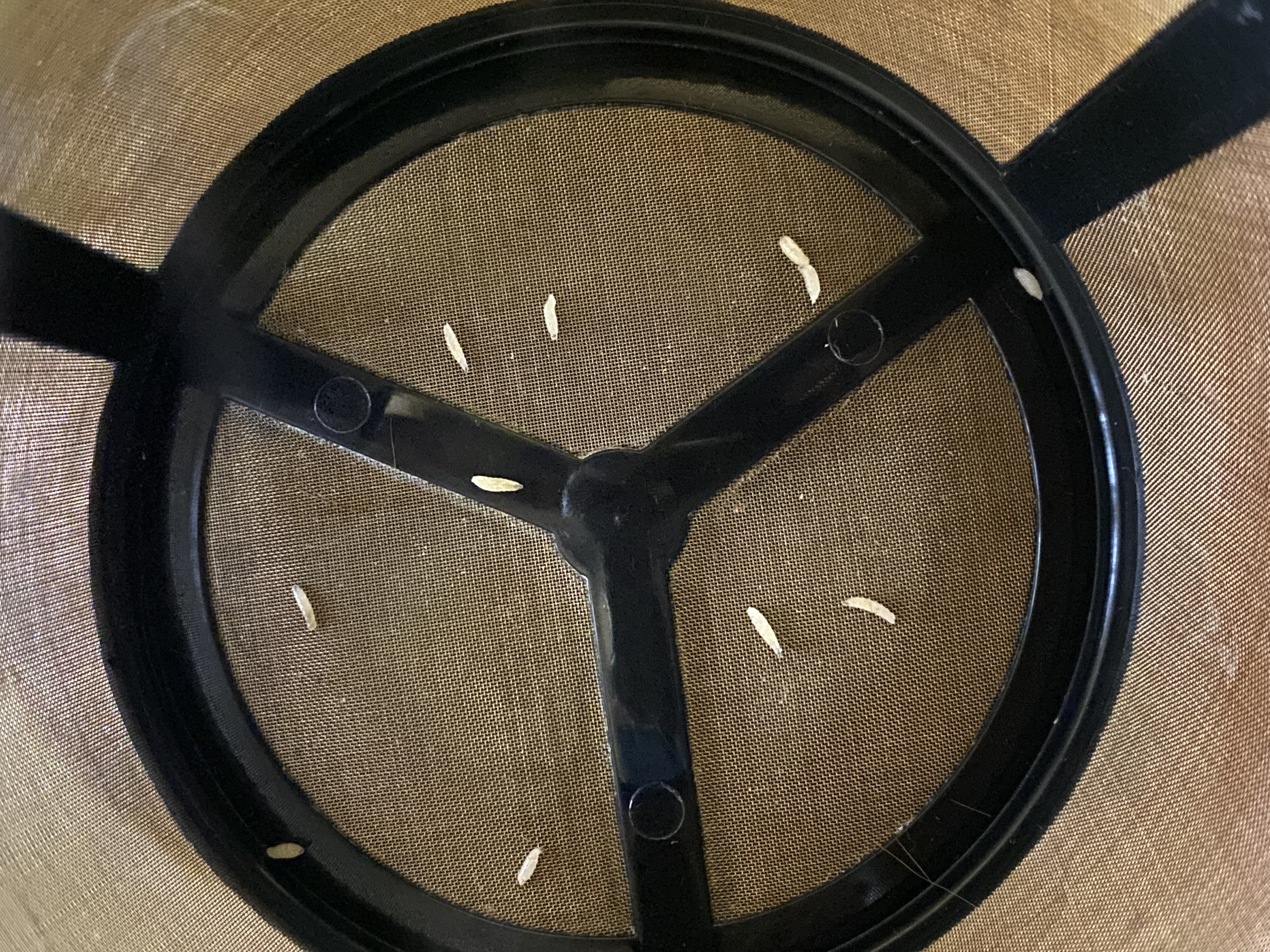 SWD_2024_V3 Object Detection Model by SWD2024