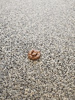 Dog Poop project thumbnail