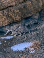 Wildlife Detection project thumbnail