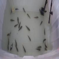 fish project thumbnail
