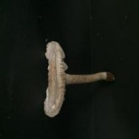 Mushroom_tt project thumbnail