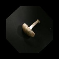Mushroom_train project thumbnail
