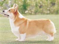 Toy Poodle or Welsh Corgi project thumbnail