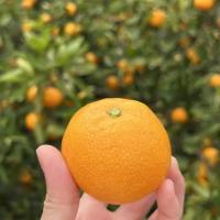 Apple or Orange project thumbnail
