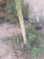 reconnaissance des plantes project thumbnail