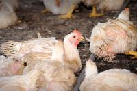 AVISCAN Gallinas project thumbnail