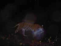 iWildCam_Select project thumbnail