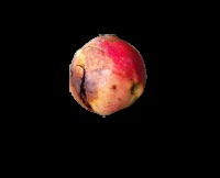 Pomegranate project thumbnail