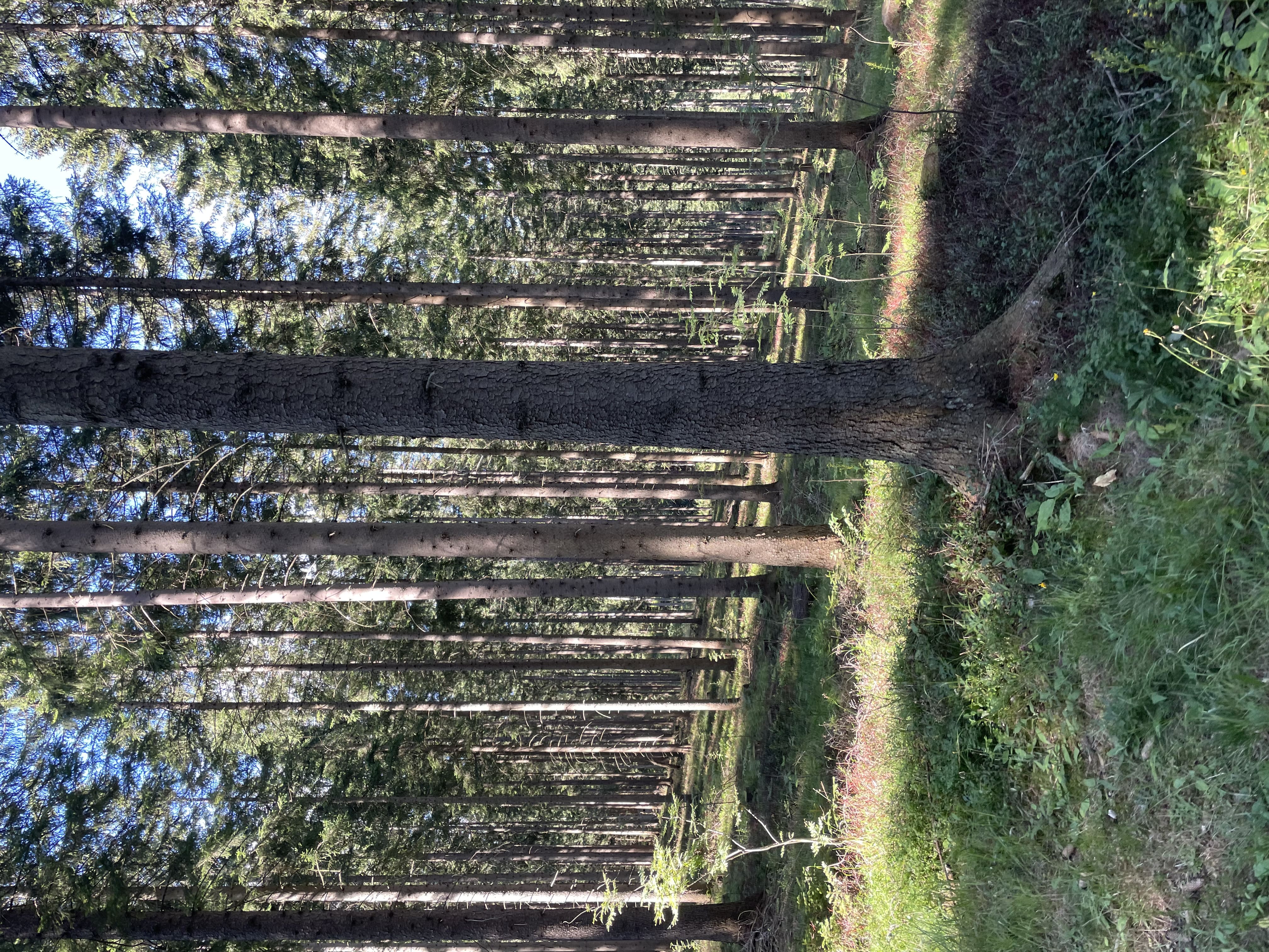 Tree-detectionfsbd Instance Segmentation Model by tree