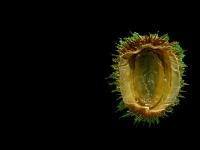 MY SEASHELLS project thumbnail