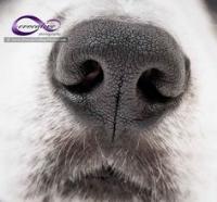 all_animal project thumbnail
