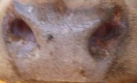 Find nose project thumbnail