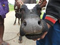 muzzle  project thumbnail