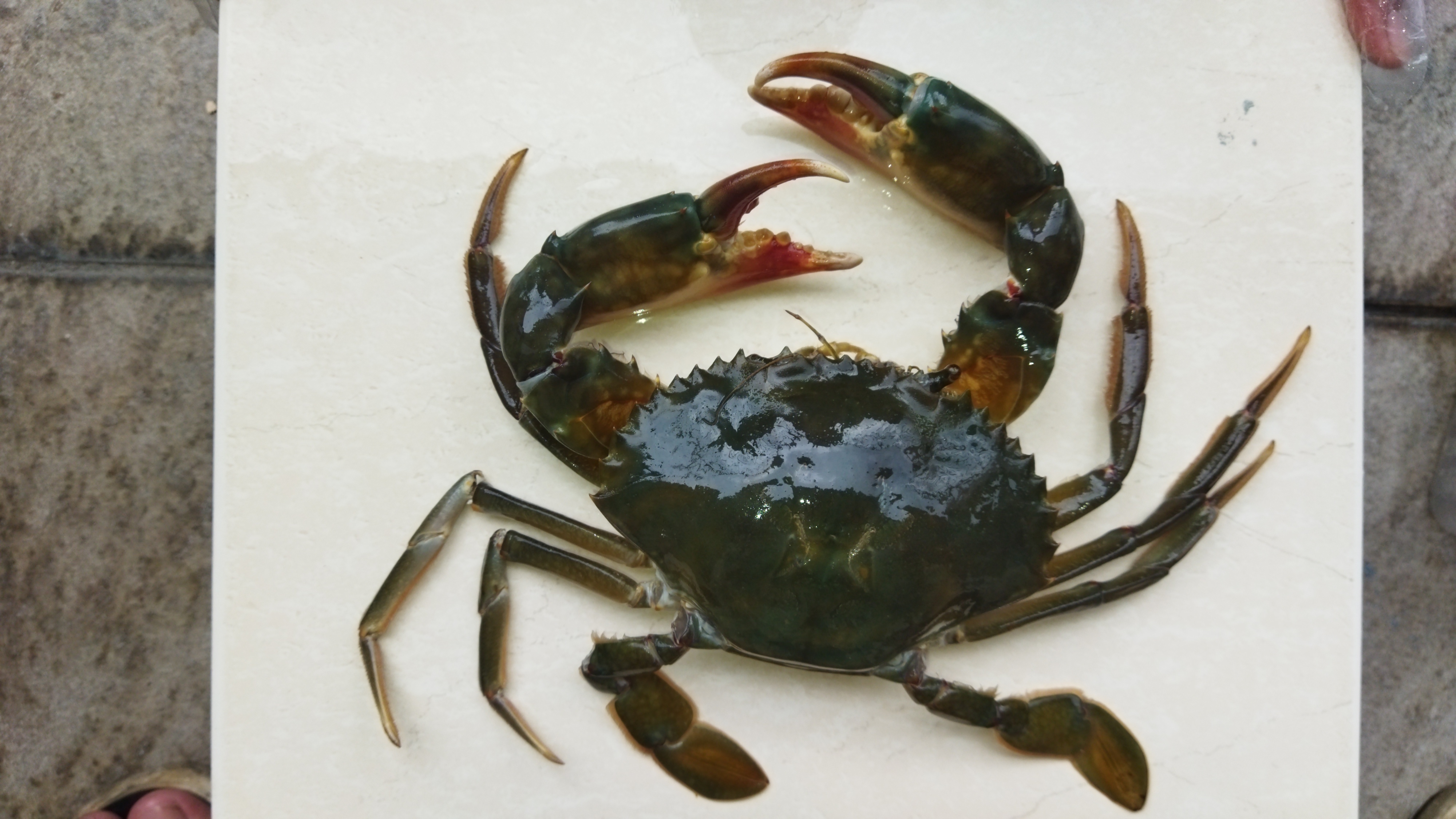 Emora Roboflow Universe