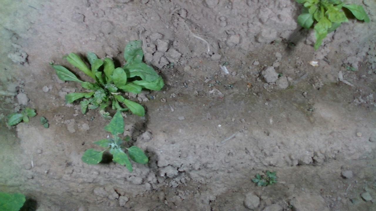 weed crop aerial Object Detection Dataset by learning