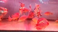 Pond Fishes project thumbnail