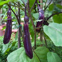 Eggplant project thumbnail