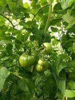 tomatoooo project thumbnail