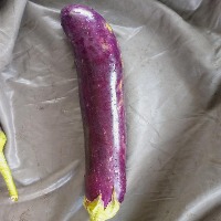 eggplant project thumbnail
