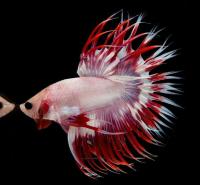 betta project thumbnail