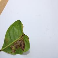 Crop and Disease project thumbnail