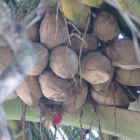 coconut project thumbnail