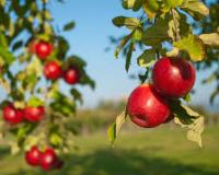 Identifying apples project thumbnail
