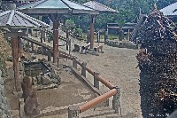 Monkey in a zoo project thumbnail