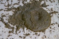 Cow poop Classification Model by UIUC