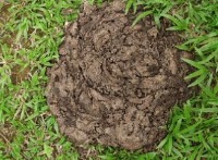 Cow poop Classification Model by UIUC