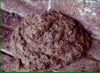Cow poop project thumbnail