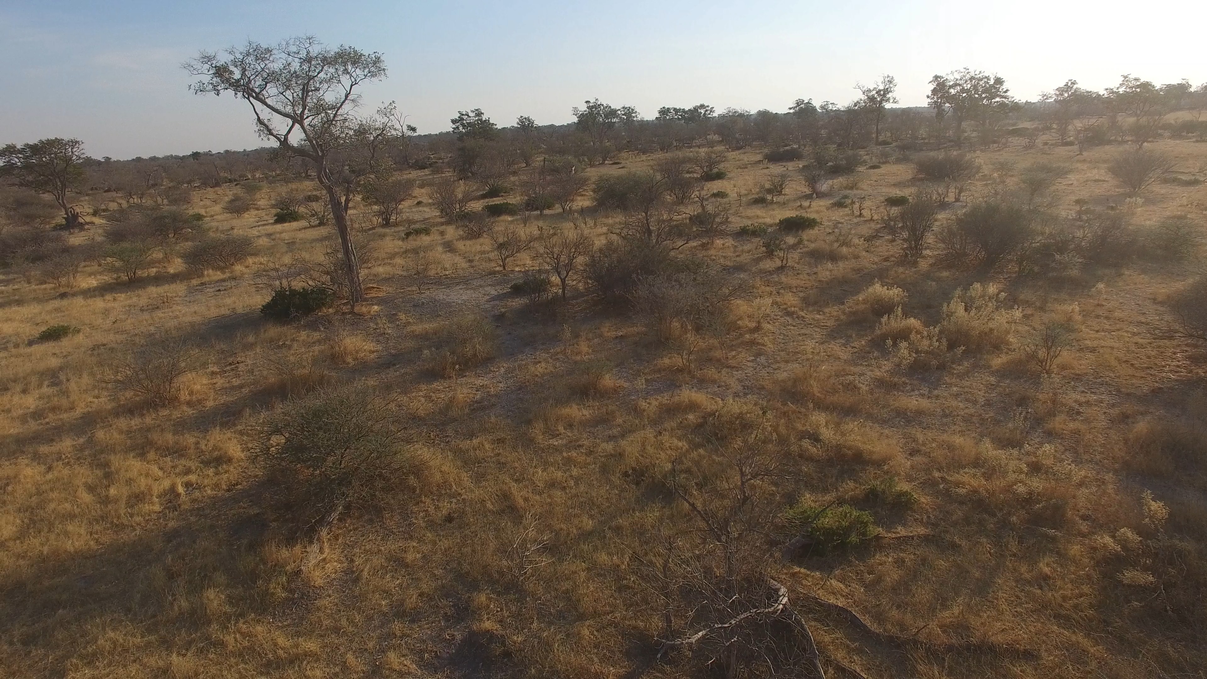 Wildlife Dataset3 Object Detection Model By Wildlife Detection And Counting