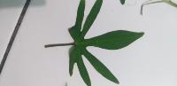 Deteksi penyakit daun ubi jalar project thumbnail