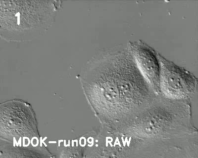 Cell - Roboflow Universe