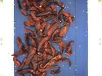 dried_red_pepper_detection_n2 project thumbnail