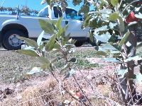 Tree Trunk Detection project thumbnail