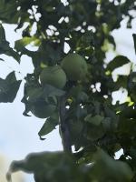 raw fruit detection project thumbnail