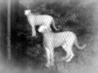 Thermal Cheetah project thumbnail