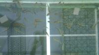 tilapia fingerlings project thumbnail