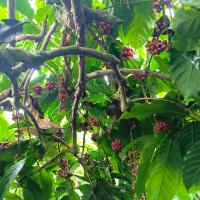 Coffee-Plant-Segmentation1 project thumbnail