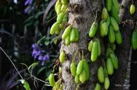 Tropical Fruits project thumbnail