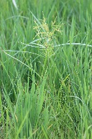 Weed  Detection in Paddy fields  project thumbnail